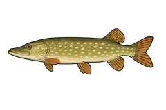 Brochet