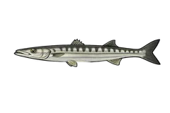 Barracuda européen
