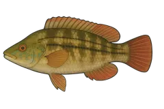 Crénilabre paon
