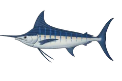 Marlin bleu