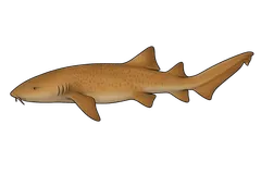 Requin nourrice