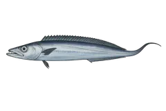Sabre argenté