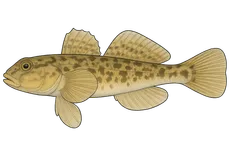 Gobie fluviatile