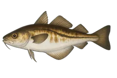 Tacaud