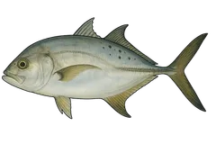 Carangue