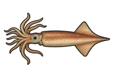 Calamar