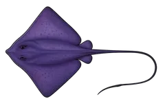 Raie pastenague violette