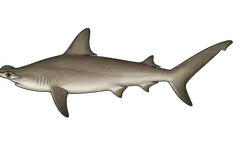 Requin-marteau commun