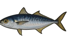 Chinchar