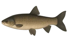 Carpe de roseau