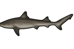 Requin hâ