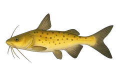 Machoirant jaune