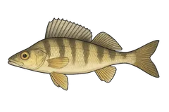 Perche goujonnière
