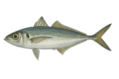 Chinchard