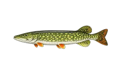 Brochet aquitain