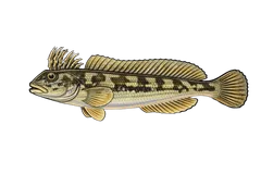 Blennie fluviatile