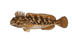 Blennie gattorugine
