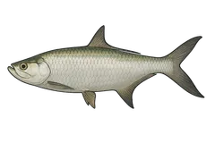 Tarpon