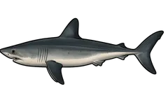 Requin taupe