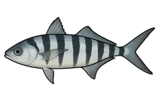 Poisson-pilote