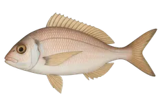 Pageot acarne