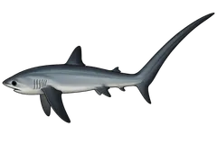 Requin renard