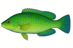 Labre vert