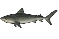 Requin tigre