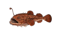 Baudroie rousse