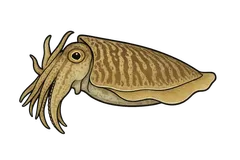 Seiche