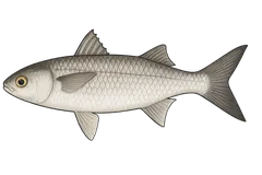 Parassi