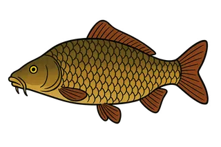 Carpe commune (Cyprinus carpio)