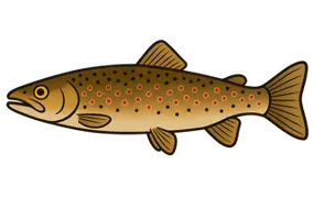 Truite fario (Salmo trutta fario)
