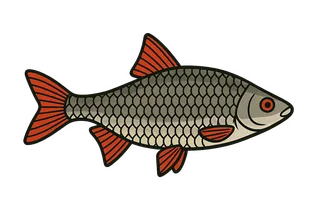 Gardon (Rutilus rutilus)