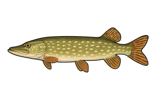 Brochet