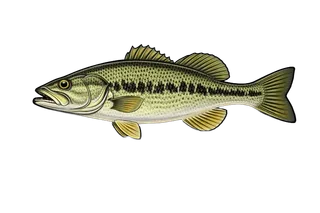 Black-bass (Micropterus salmoides)