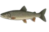 Cristivomer (Salvelinus namaycush)