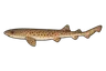 Petite roussette (Scyliorhinus canicula)