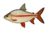 Coumarou (Prochilodus rubrotaeniatus)