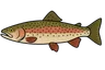 Truite arc-en-ciel (Oncorhynchus mykiss)