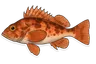 Sébaste chèvre (Helicolenus dactylopterus)