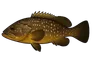 Mérou brun (Epinephelus marginatus)