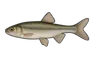 Pseudorasbora (Pseudorasbora parva)