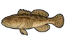 Torche (Batrachoides surinamensis)