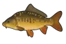 Carpe miroir (Cyprinus carpio carpio)