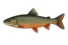 Omble chevalier (Salvelinus alpinus)