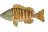 Serran écriture (Serranus scriba)