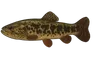 Aimara (Hoplias aimara)