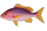 Vivaneau (Lutjanus purpureus)