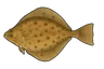 Limande (Limanda limanda)